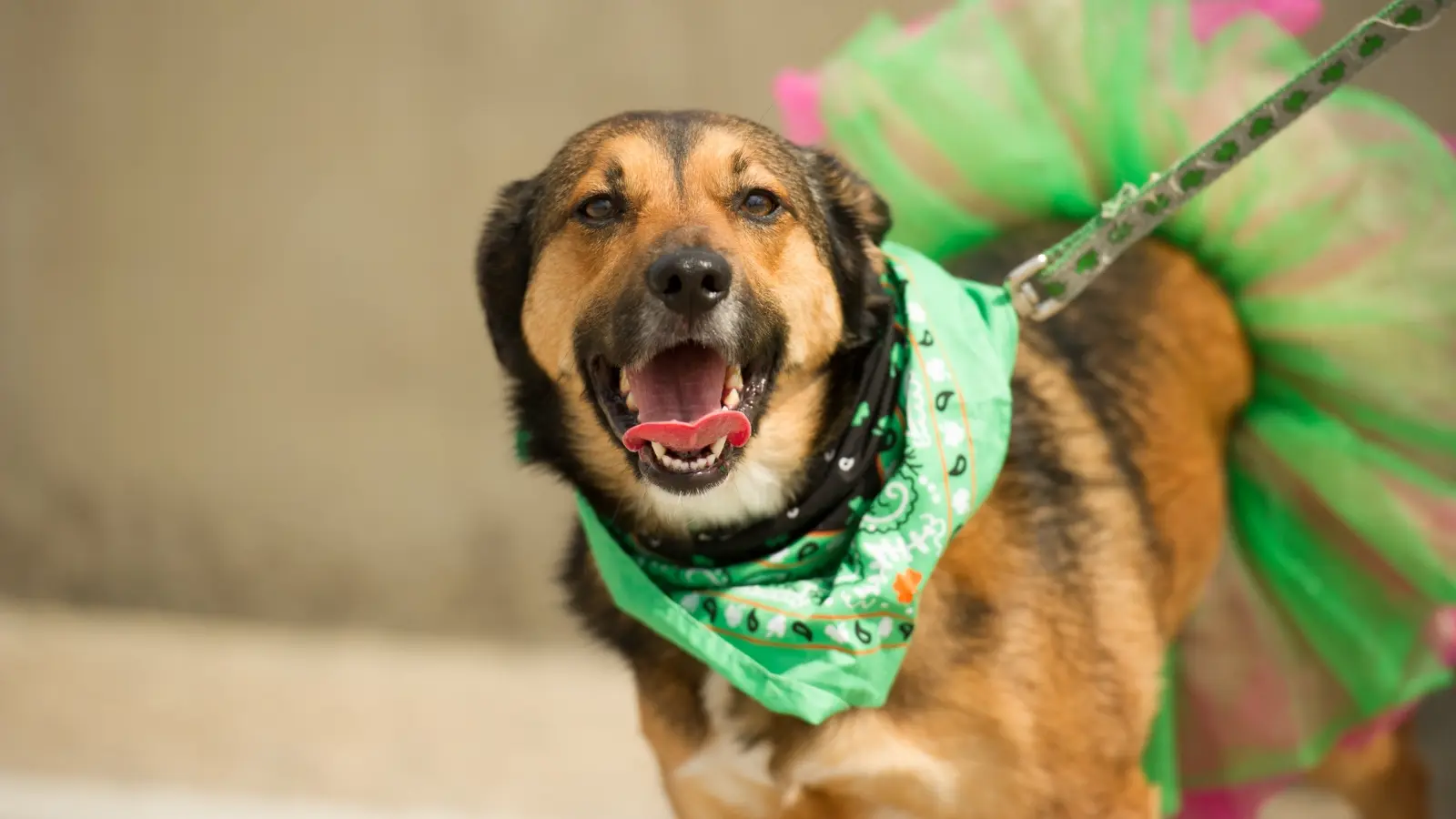 St. Patrick's Day Fun Dog Activities