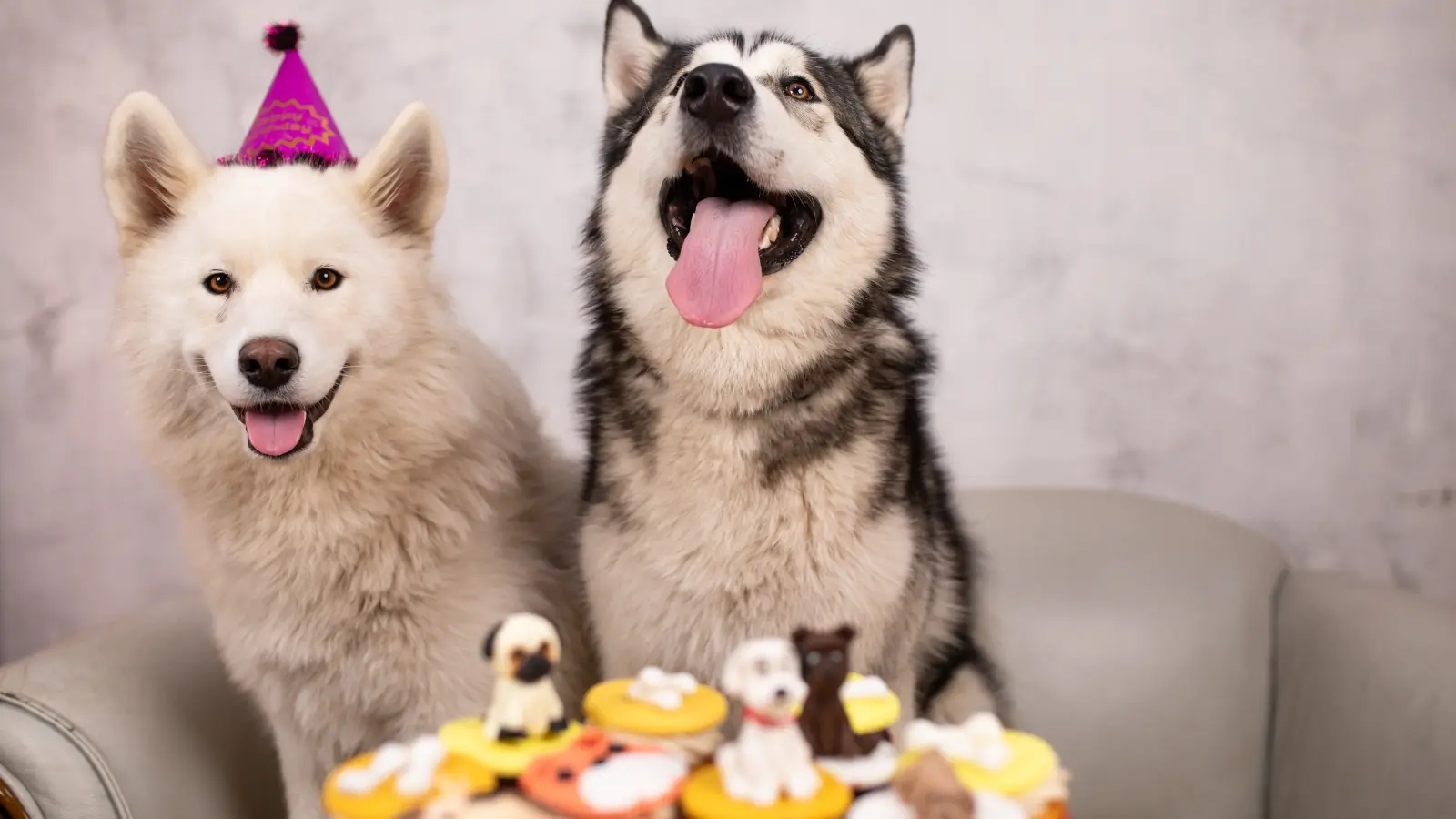 Birthday Activities of Dogs