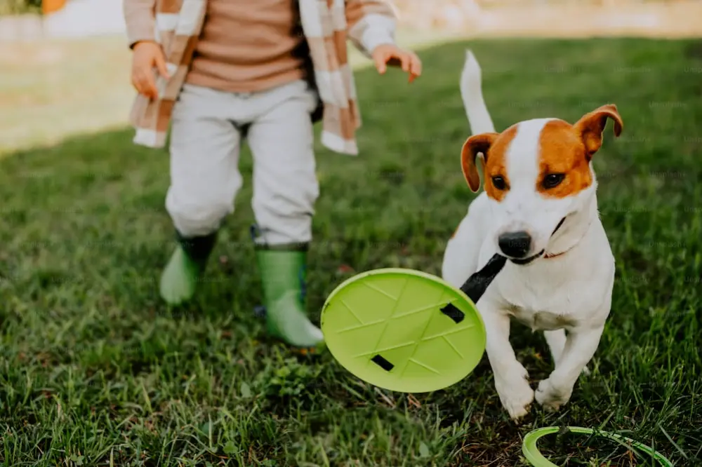 Eco-Friendly Dog Toys and Accessories