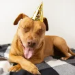 Top Dog Birthday Party Ideas - Celebrate With Your Pooch In Style