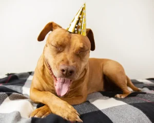 Top Dog Birthday Party Ideas - Celebrate With Your Pooch In Style