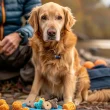 Training Your Dog for Life - How to Adapt Training Techniques as Your Dog Ages