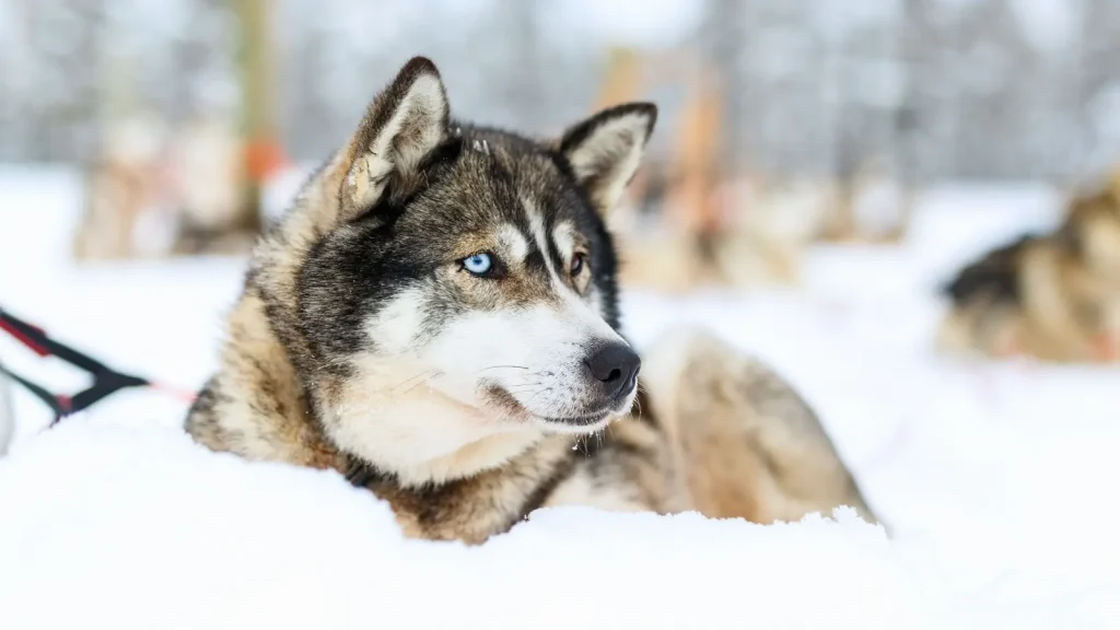 Nick Jonas Alaskan Husky