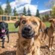 Dog Hotel Vs. Pet Boarding - Which Is The Right Choice For Your Pup