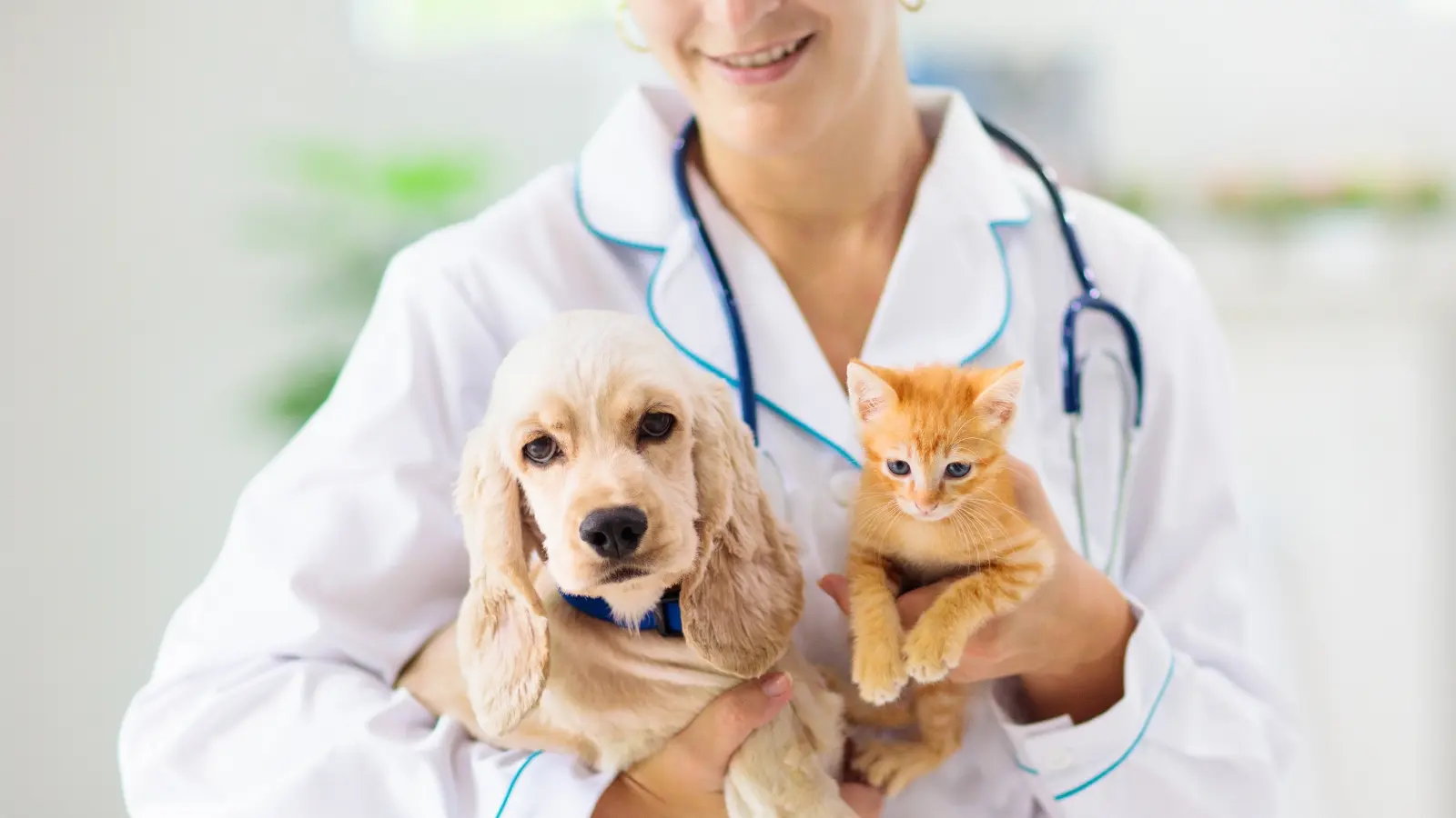 How to Get Pet CPR Certified