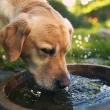 The Importance Of Hydration - How Much Water Does Your Dog Need