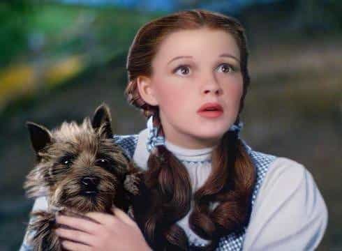 Toto from - The Wizard of Oz