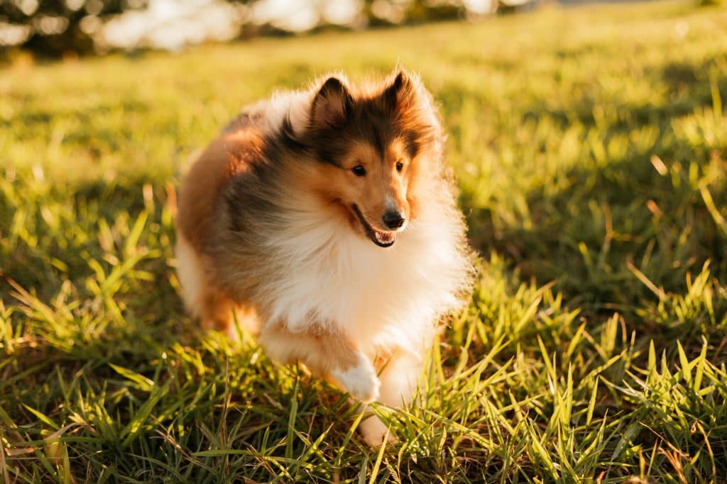 Lassie - Canine Celebrities: Paws & Pop Culture