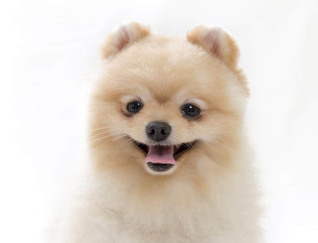 Boo, the Internet Sensation