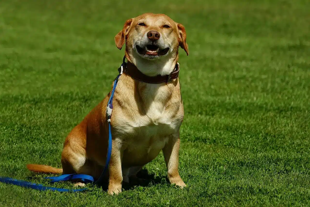 Conclusion - Top 10 Things To Look For In A Dog Hotel Service