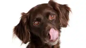 DIY Frozen Dog Treats - Tips by VIP