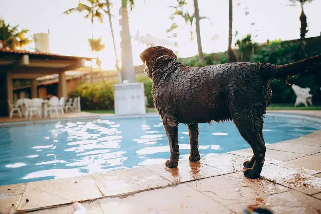 How to Choose Luxury Dog Boarding Services