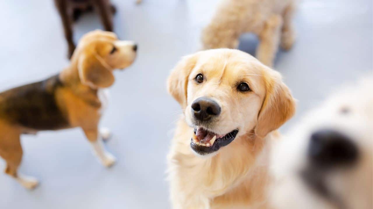 Benefits of using a Doggie Daycare
