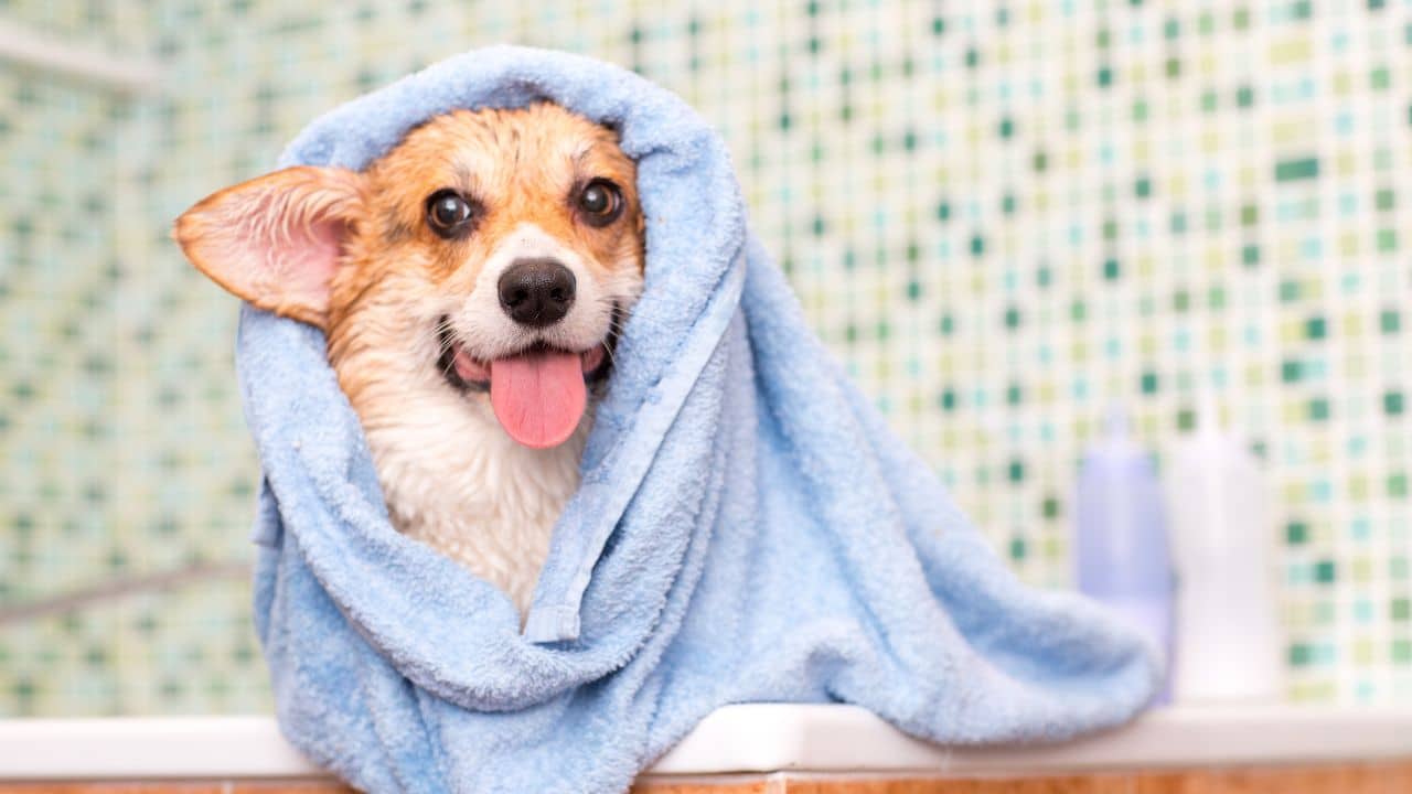Individualized care for each dog