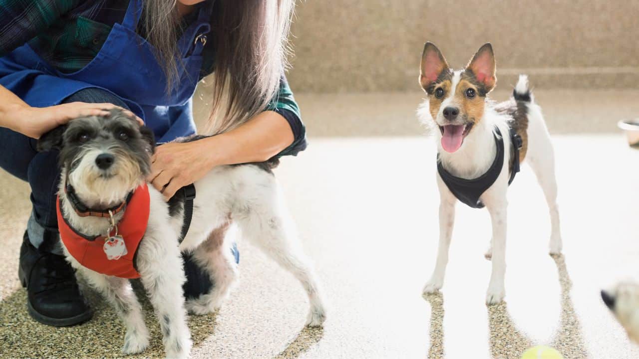 Obedience Classes - Pet-Friendly Activities at our Palm Beach Dog Hotel