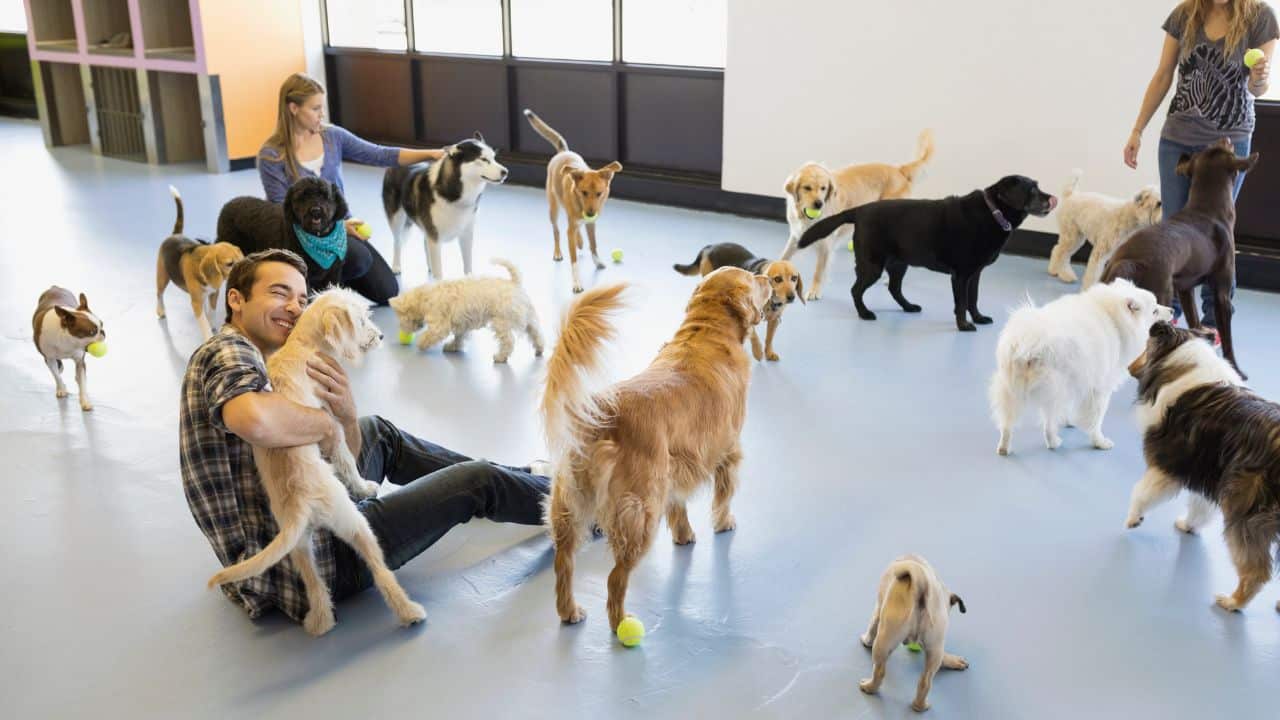 What is a Dog Daycare Service