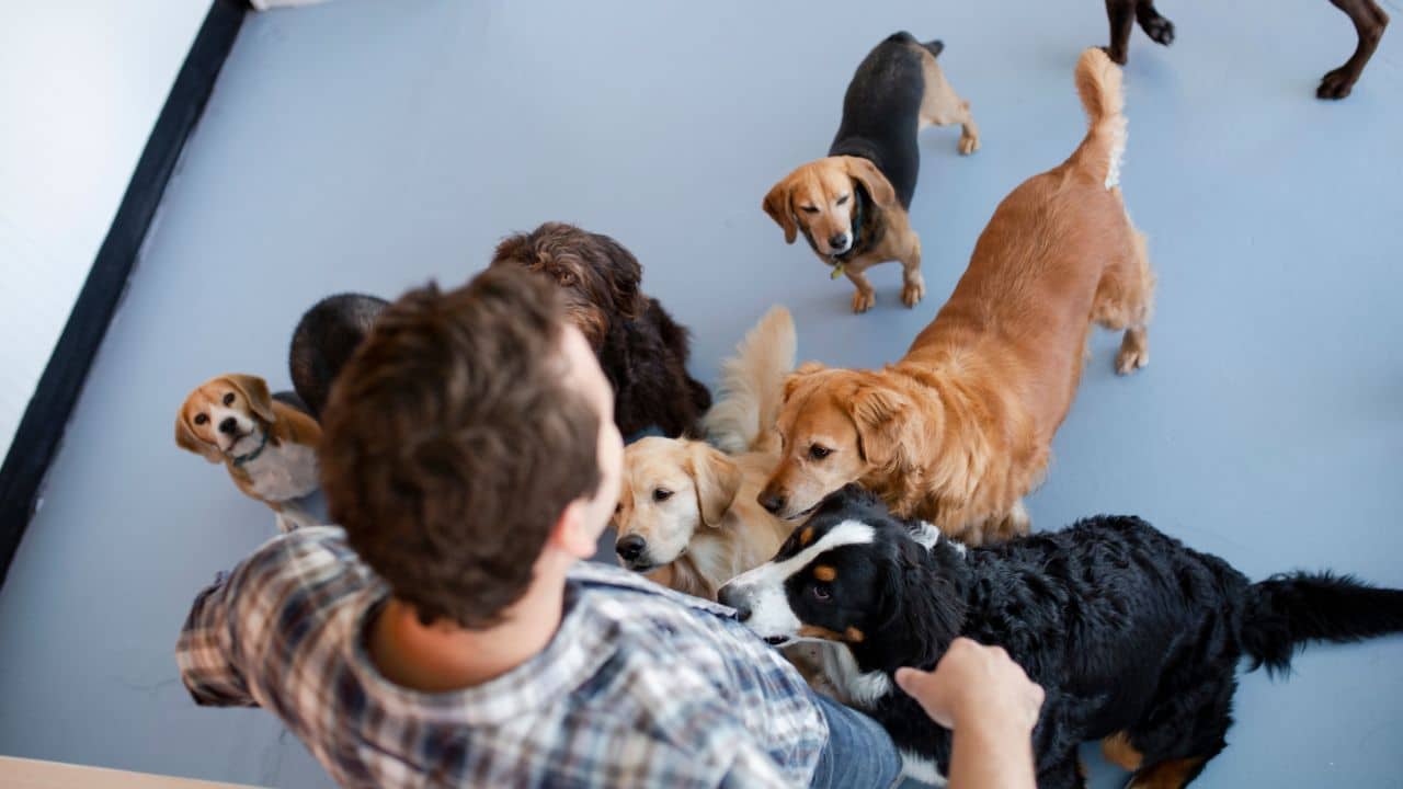 Why Choose Very Important Paws for Dog Daycare Service in Palm Beach