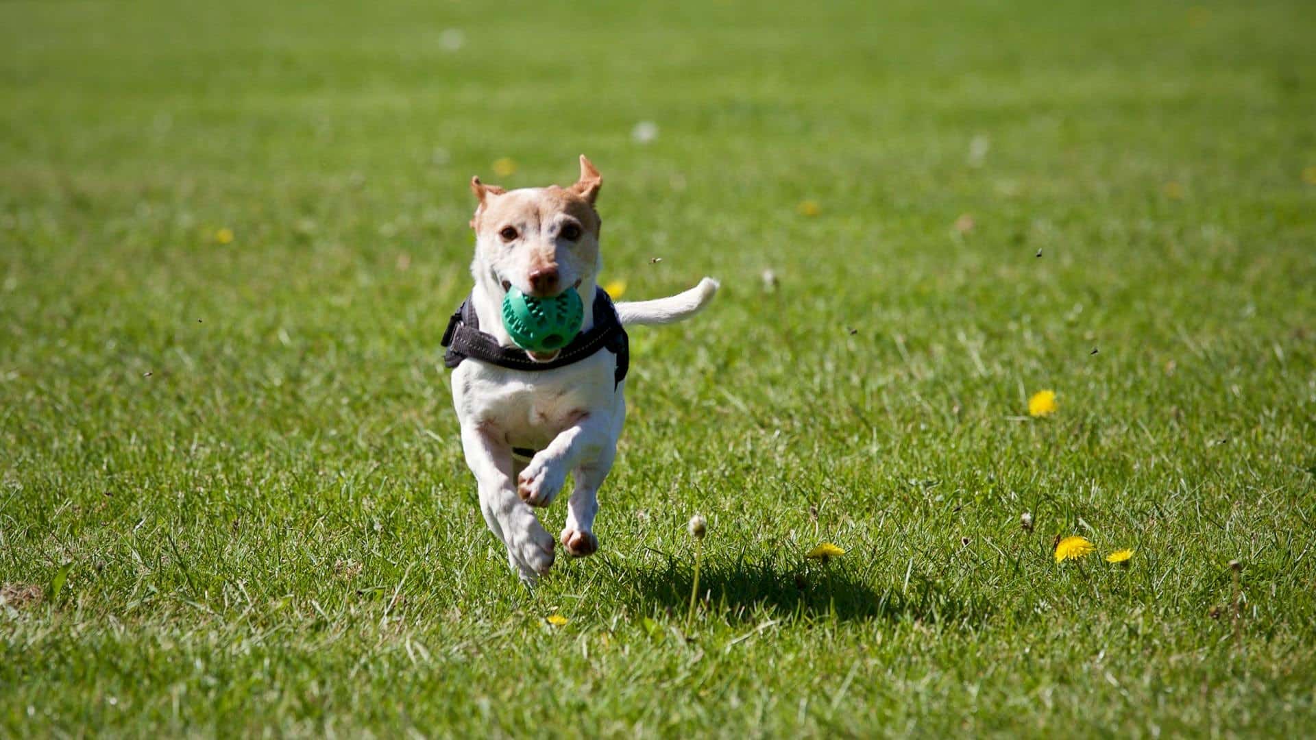 A Test Run for the Dog - 5-Star Dog Hotel and Avoid the Duds