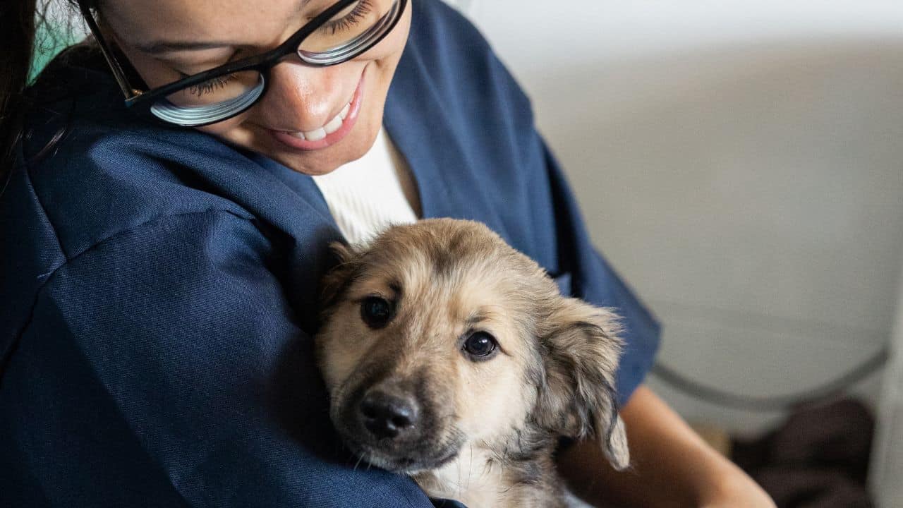 Pet Care and Interaction - 5-Star Dog Hotel and Avoid the Duds