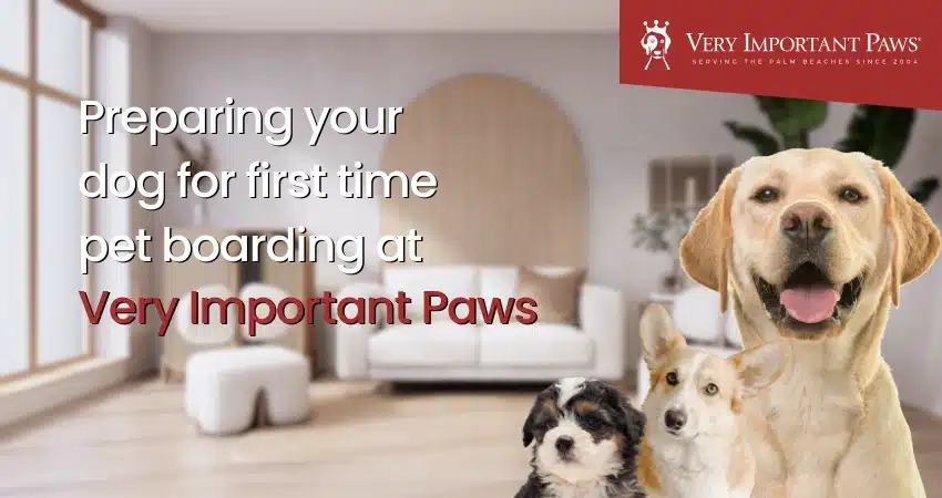 Preparing Your Dog for First-Time Pet Boarding Services