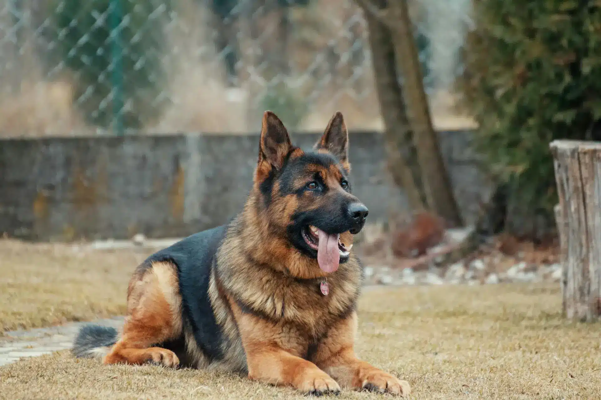 Services - Palm Beach Dog Boarding