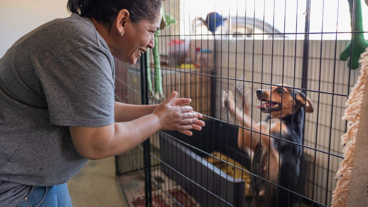 Staff and Training - 5-Star Dog Hotel and Avoid the Duds