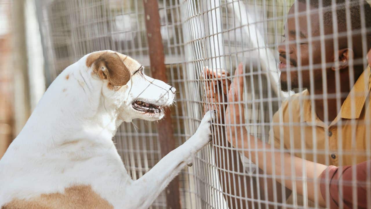Tips for Pet Owners Choosing a Dog Hotel