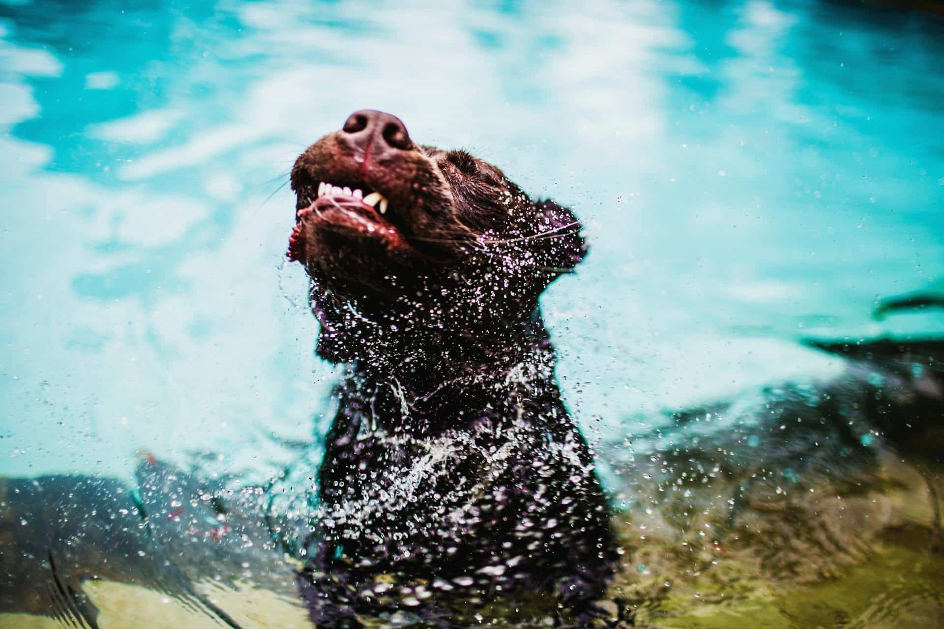 What Makes a 5-Star Dog Hotel