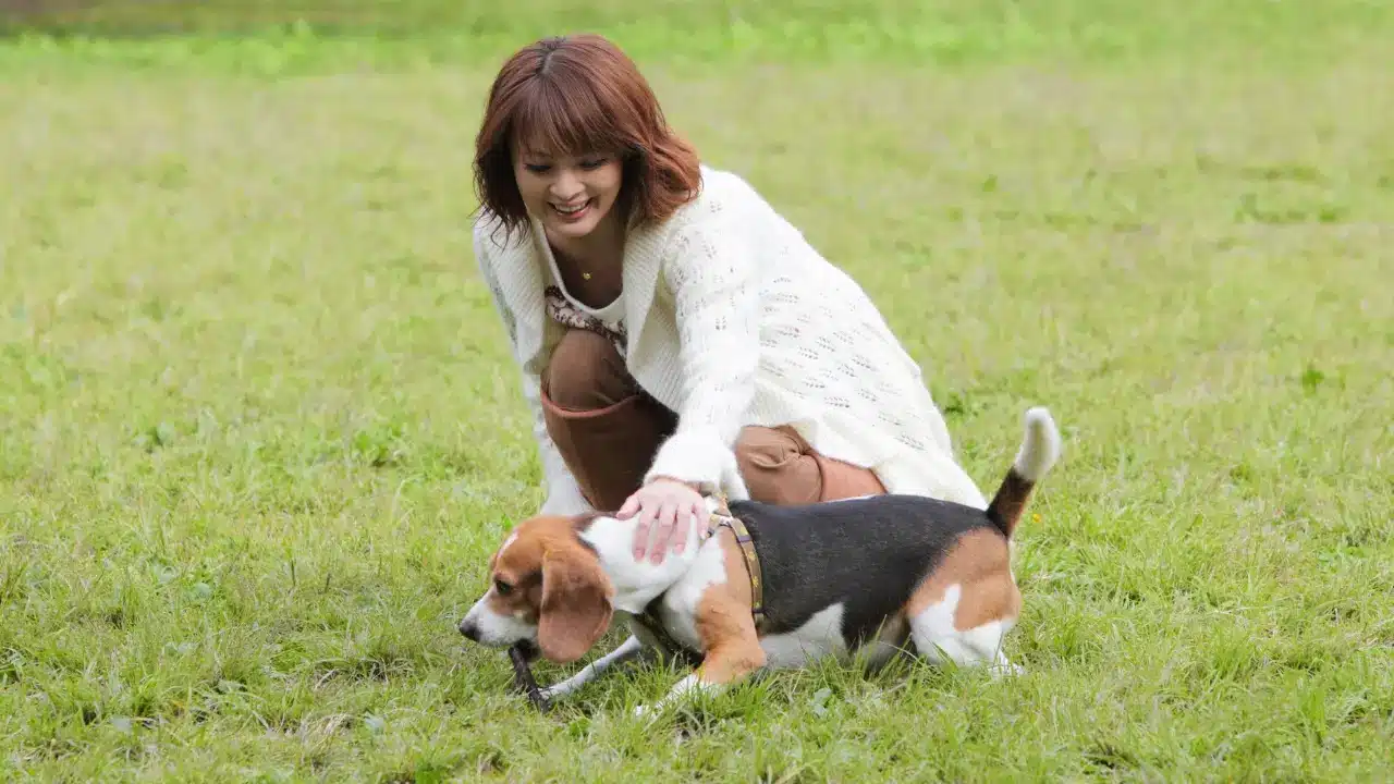Benefits of Dog Day Camp Palm Beach