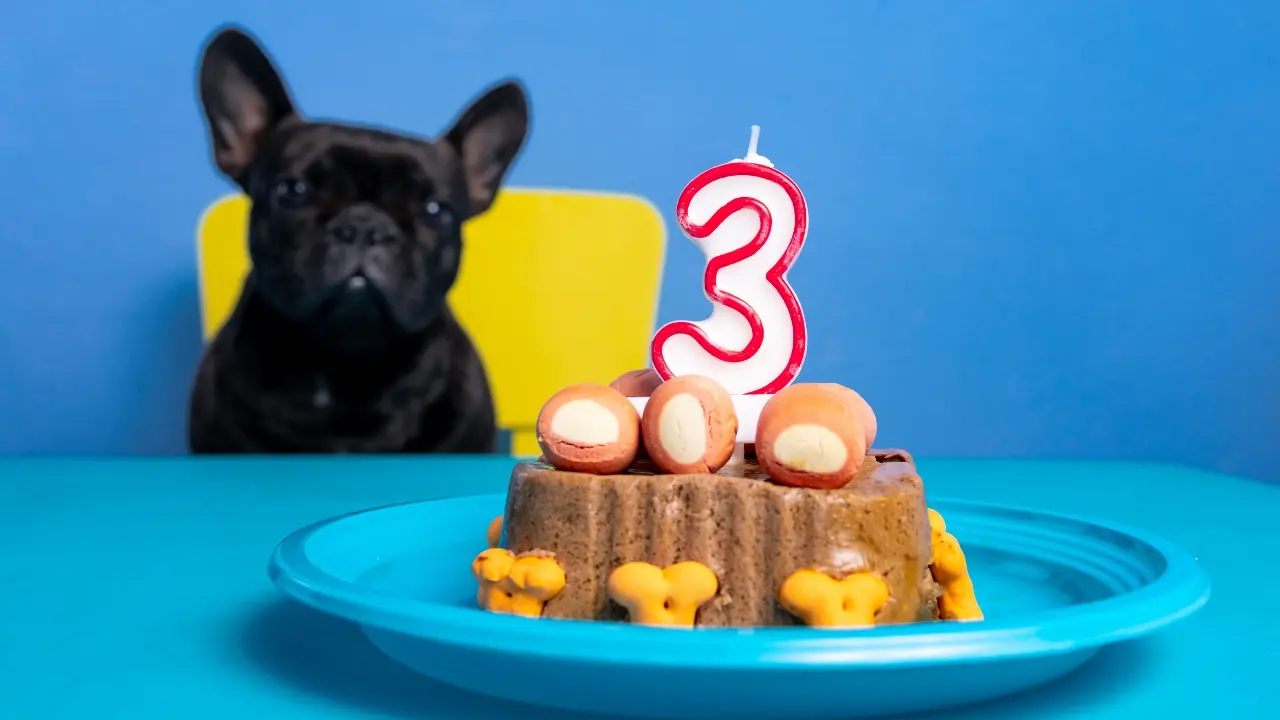 Benefits of Hosting a Dog Party in Palm Beach