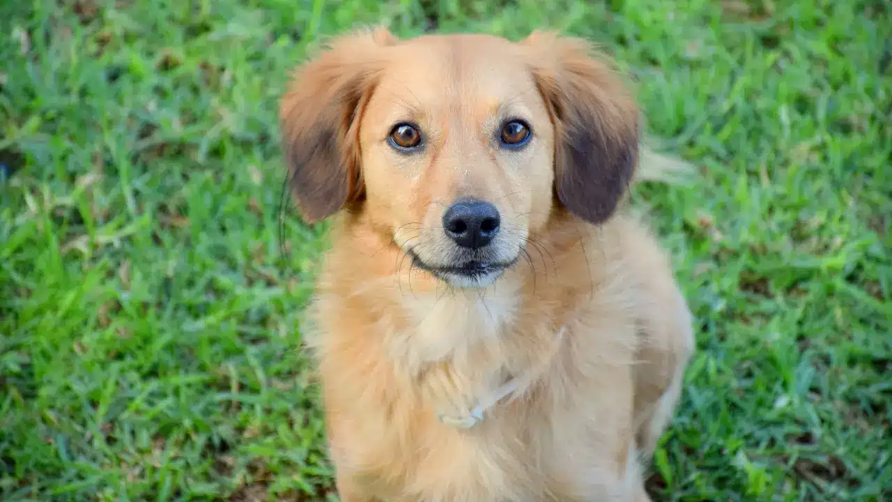 Closing Out - Training Rescue Dogs