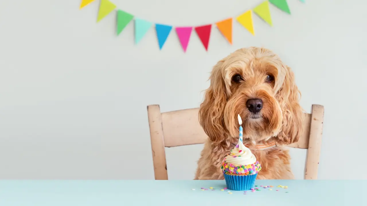 Conclusion - Palm Beach Dog Birthday Parties