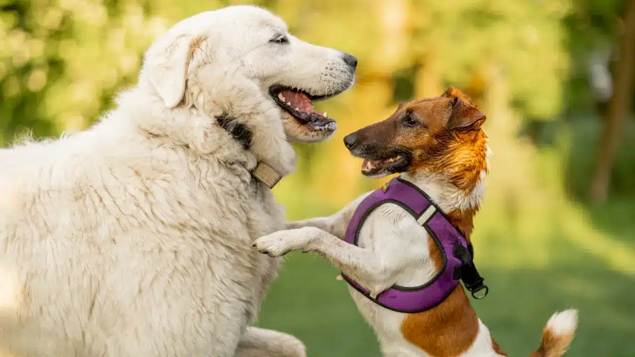 Contact Us for Palm Beach Dog Day Camp services