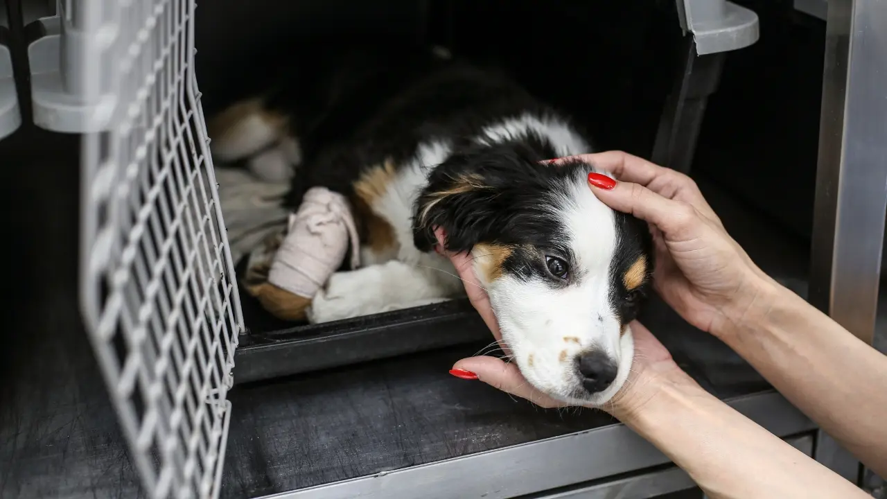 Establishing a Safe Space - Training Rescue Dogs
