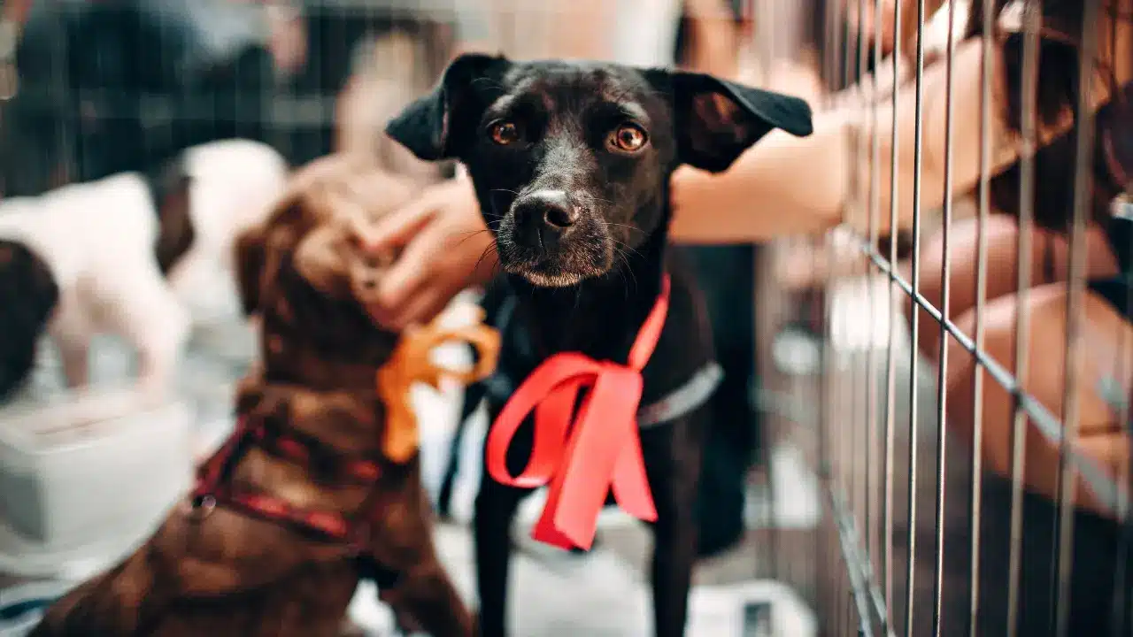 Exhibit Patience in Addressing a Fearful Dog