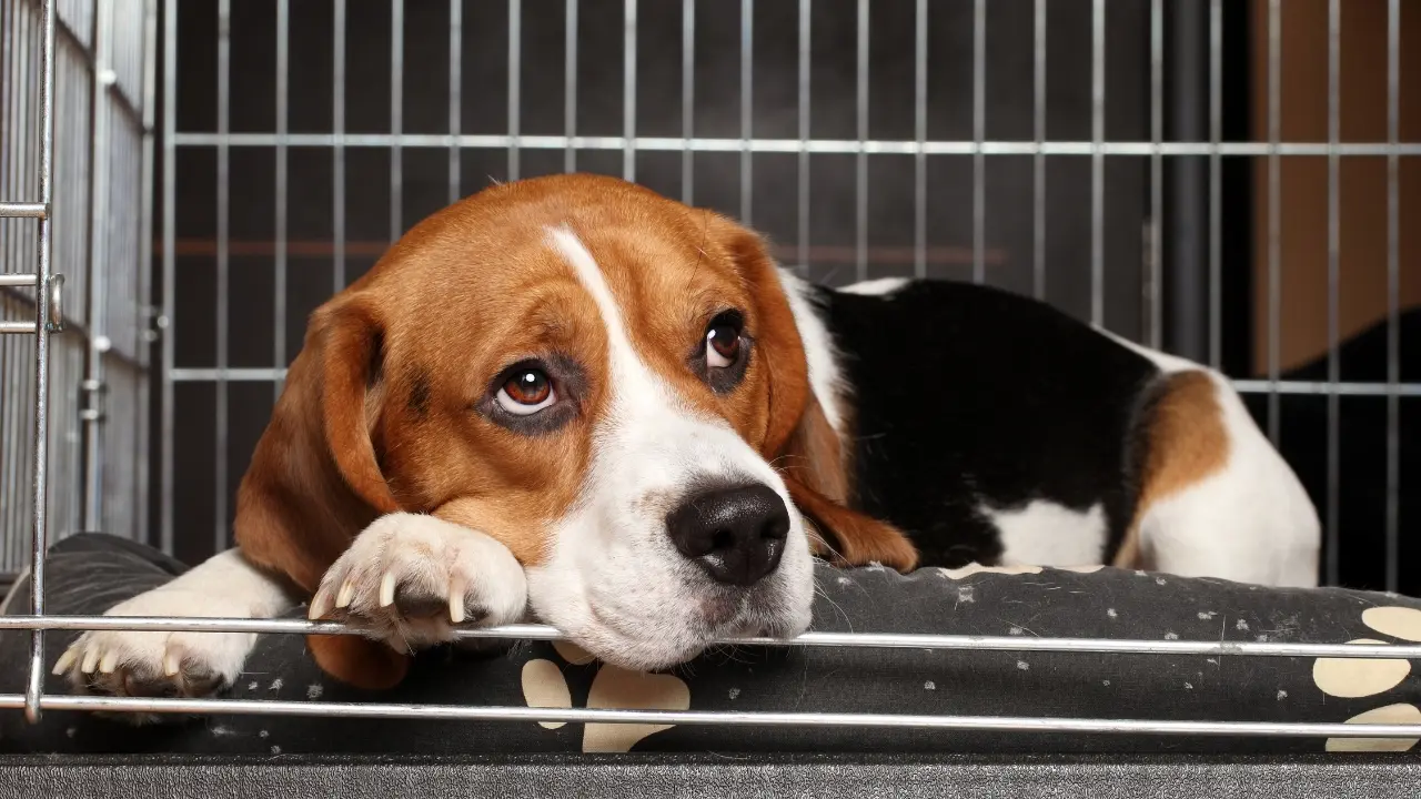 Importance of Safety and Cleanliness - Dog Hotel Safety and Security Measures