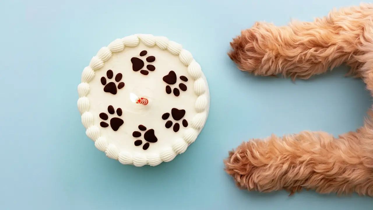 Key Elements of a Dog Birthday Party