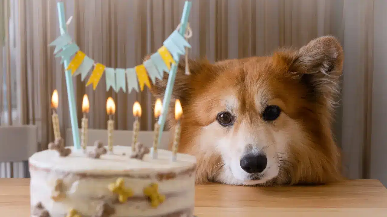 Popular Palm Beach Dog Birthday Party Venues