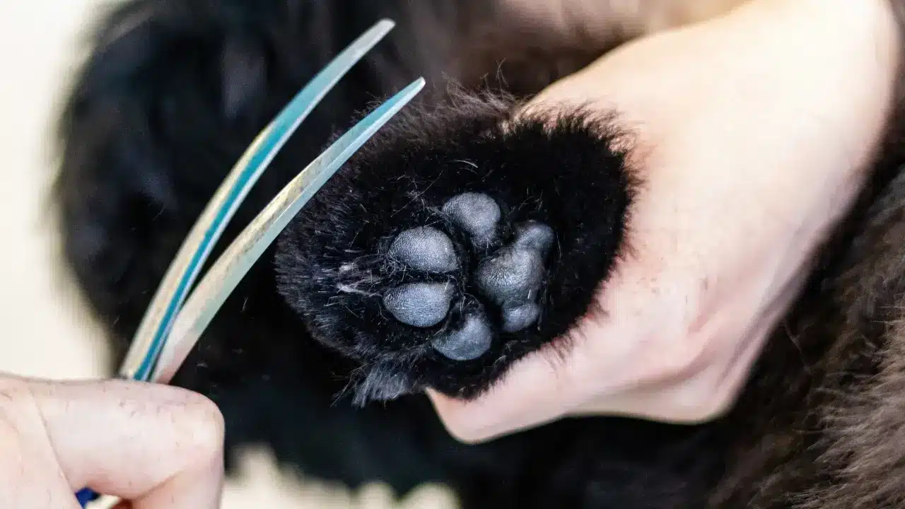 Professional grooming and care - Dog Day Camp Palm Beach
