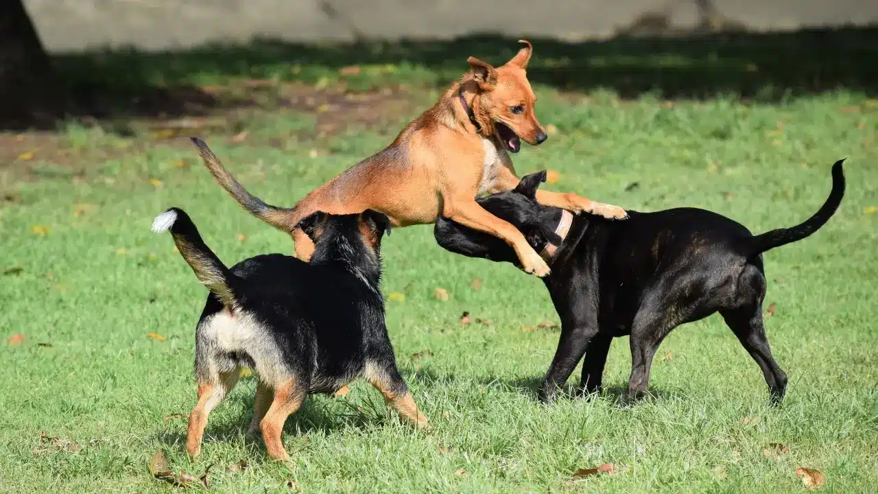 Safe Play and Monitoring Dog Behavior - Dog Hotel Safety and Security Measures