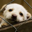 The Importance of Dog Hotel Safety and Security Measures