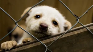 The Importance of Dog Hotel Safety and Security Measures