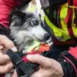 Training Rescue Dogs Overcoming Trauma and Building Trust