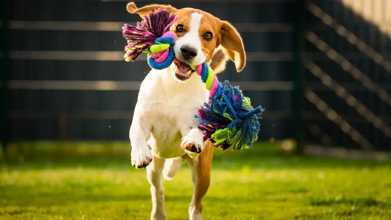 Why Choose Very Important Paws - Dog Day Camp Palm Beach