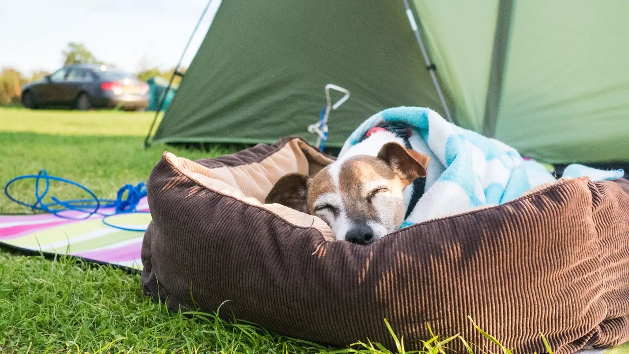 Benefits of Our Dog Day Camp at West Palm Beach