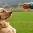 Expert Tips for Solving Common Dog Training Challenges