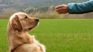 Expert Tips for Solving Common Dog Training Challenges
