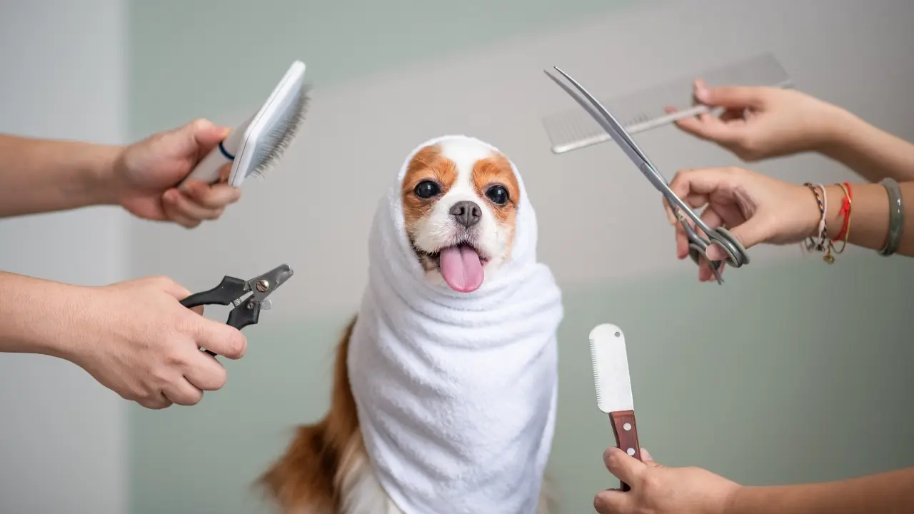 Grooming services - West Palm Beach Dog Day Camp