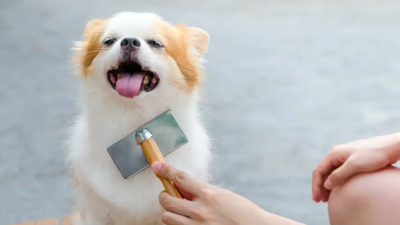 Importance of Seasonal Dog Grooming for Florida’s Climate