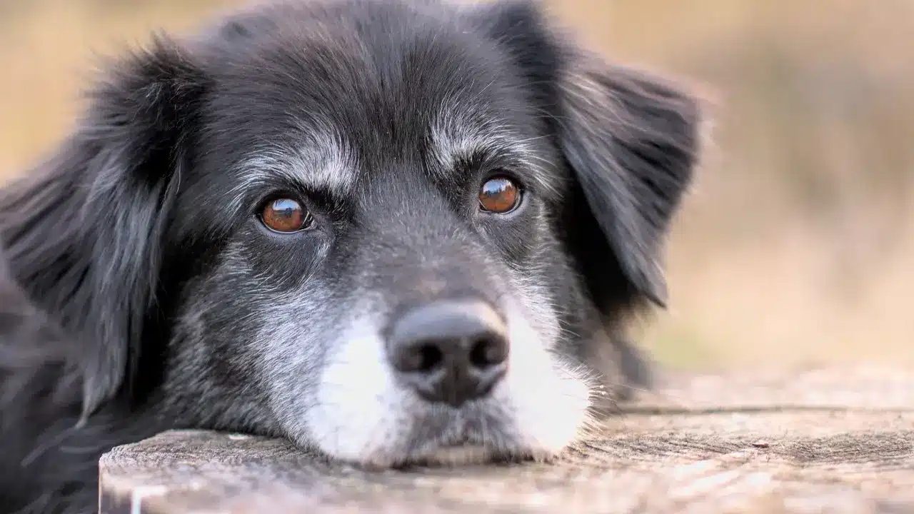 Introduction to Dog Behavior - Dog Training Challenges